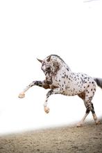 Merrie uit Morka-stam van Harley VDL, drachtig van J-Nius Z!, Dieren en Toebehoren, Paarden, Merrie, ZZ, Gechipt, Dressuurpaard