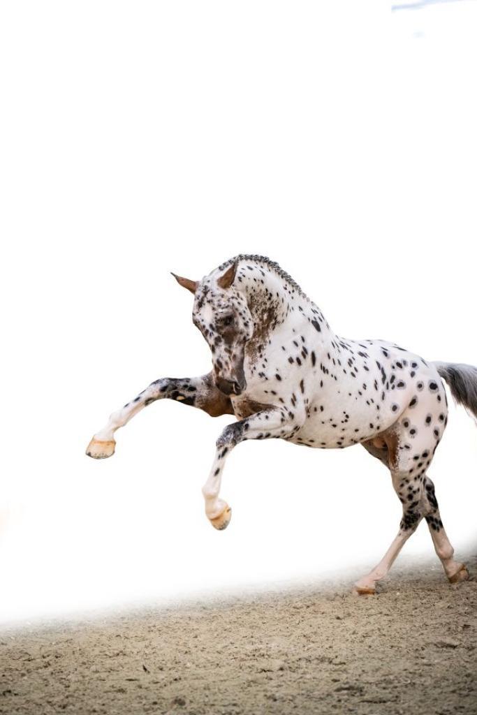 Merrie uit Morka-stam van Harley VDL, drachtig van J-Nius Z!, Dieren en Toebehoren, Paarden, Merrie, ZZ, 165 tot 170 cm, 11 jaar of ouder
