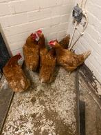 Zes grootte mooie kippen, Vrouwelijk, Kip