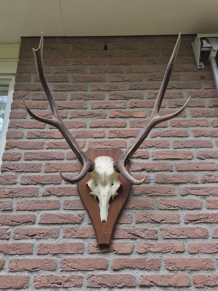 Mooi Edelhert Gewei Jacht Trofee Mancave Jacht Hut d70, Verzamelen, Dierenverzamelingen, Gebruikt, Gewei of Kop, Hert, Ophalen