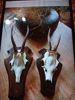 Geweitjes set van 2 echte reegeweitjes, Ophalen of Verzenden, Zo goed als nieuw, Beeldje of Figuurtje