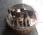 Boerenfox mooie puppy's aanhankelijk lief teefjes en reutjes, Dieren en Toebehoren, Overige rassen, CDV (hondenziekte), 8 tot 15 weken