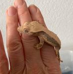 Wimpergekko, jong, mooi en schattig, Dieren en Toebehoren, Hagedis, Tam, 0 tot 2 jaar