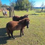 Falabella merries, Merrie, Recreatiepony, 0 tot 2 jaar