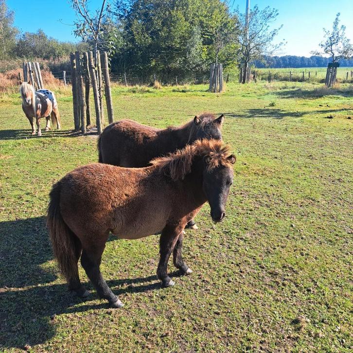Falabella merries, Dieren en Toebehoren, Pony's, Merrie, Recreatiepony, 0 tot 2 jaar