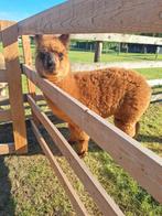 Alpaca hengst, Dieren en Toebehoren, Overige Dieren, Mannelijk, Na 1 juli 2024