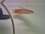 Erythrinus Erythrinus wolfzalm, Vis, Zoetwatervis