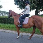 Super lieve 7 jarige ruin, Dieren en Toebehoren, Gechipt, Ruin, 7 tot 10 jaar, Recreatiepaard