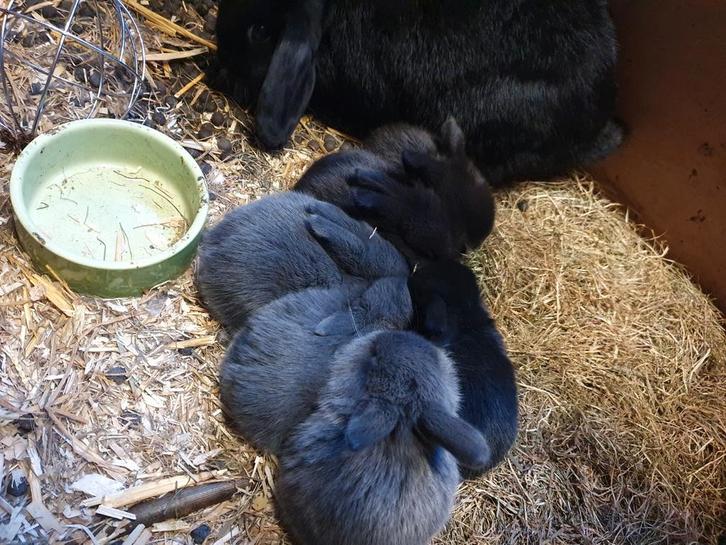 NHD konijntjes, Dieren en Toebehoren, Konijnen, Dwerg, Meerdere dieren