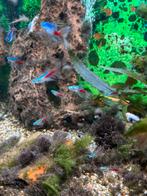 neon tetra longvin / sluier, Dieren en Toebehoren, Vis, Zoetwatervis, Schoolvis