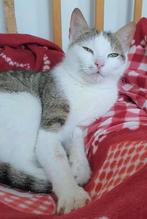 ZEER LIEVE POES MIMI HOUD VAN KNUFFELEN SPELEN EN LUIEREN, Dieren en Toebehoren, Katten en Kittens | Overige Katten, Poes, Kortharig