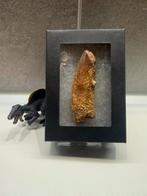 Spinosaurus tand - 6.5cm, Ophalen of Verzenden, Fossiel