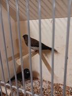 2 zwartbruin japanse meeuwen, Mannelijk, Tropenvogel, Geringd