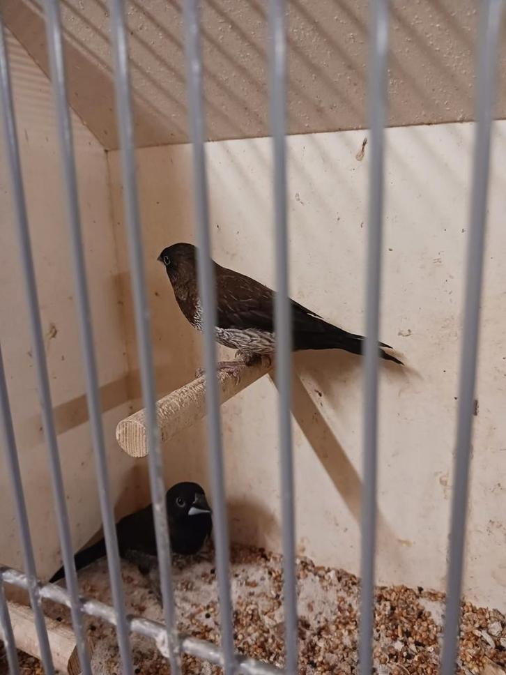 2 zwartbruin japanse meeuwen, Dieren en Toebehoren, Vogels | Overige Vogels, Tropenvogel, Mannelijk, Geringd