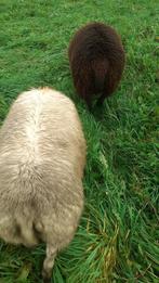 Schapen, Dieren en Toebehoren, Schapen, Geiten en Varkens, Meerdere dieren, Schaap, 0 tot 2 jaar
