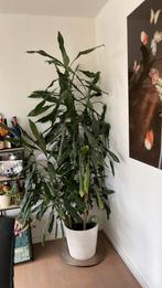 Dracaena fragrans, Maïsplant of Drakenbloedboom., Huis en Inrichting, Ophalen, Overige soorten, Minder dan 100 cm