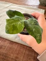 Aglaonema pictum tricolor, Huis en Inrichting, Ophalen of Verzenden, Halfschaduw, Minder dan 100 cm