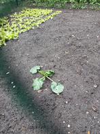 Courgetteplanten afhalen Reusel, Ophalen, Volle zon, Groenteplanten, Eenjarig