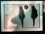 Poster katten 70x50 van dun metaal A'dam Oud West, Ophalen, Gebruikt, Deurposter of groter, Film en Tv