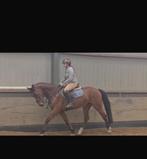 stal vrij voor training, verkoop of zadelmak maken!, Diensten en Vakmensen, Dieren | Paarden | Verzorging, Oppas en Les