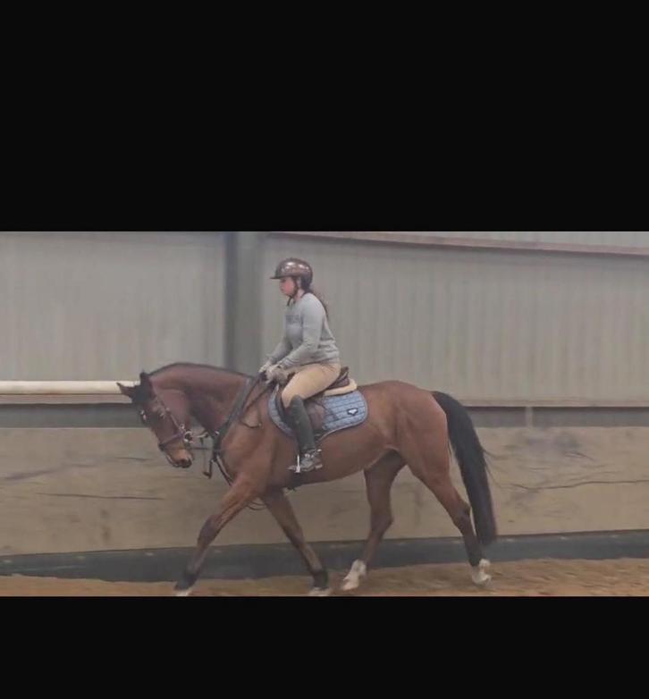 stal vrij voor training, verkoop of zadelmak maken!, Diensten en Vakmensen, Dieren | Paarden | Verzorging, Oppas en Les