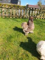 Zijdehoender usa, Dieren en Toebehoren, Mannelijk, Kip