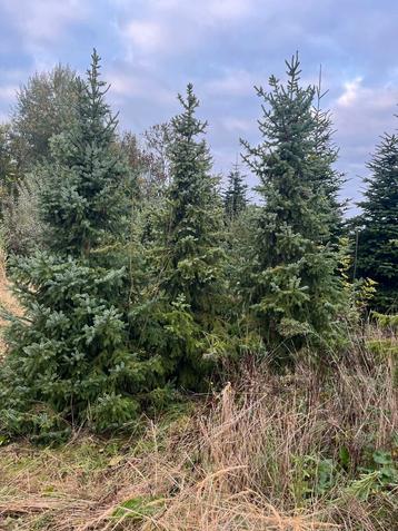 50 tal 2de keus omorika kerstbomen beschikbaar voor biedingen
