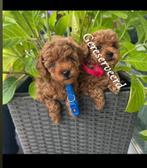 Toypoedel pups reutjes, Poedel, Reu, CDV (hondenziekte), 8 tot 15 weken