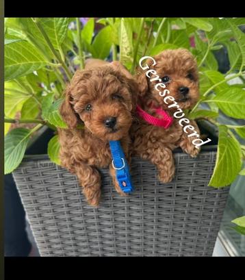 Toypoedel pups reutjes  beschikbaar voor biedingen