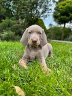 Weimaraner pups, Nederland, Overige rassen, CDV (hondenziekte), 8 tot 15 weken