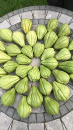 Chayote, Ophalen of Verzenden, Volle zon, Zaad