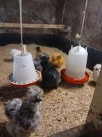 Broedeieren zijdehoender, Dieren en Toebehoren, Geslacht onbekend, Kip