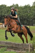 Leuke, lieve all rounder, Dieren en Toebehoren, Paarden, Gechipt, Ruin, L, 11 jaar of ouder