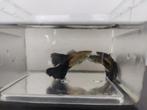 🔹4 volwassen mannetjes guppen, Dieren en Toebehoren, Vissen | Aquariumvissen, Vis, Zoetwatervis, Schoolvis