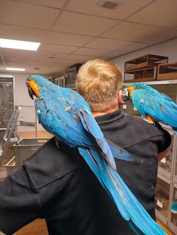Koppel ara's beide tam beschikbaar voor biedingen