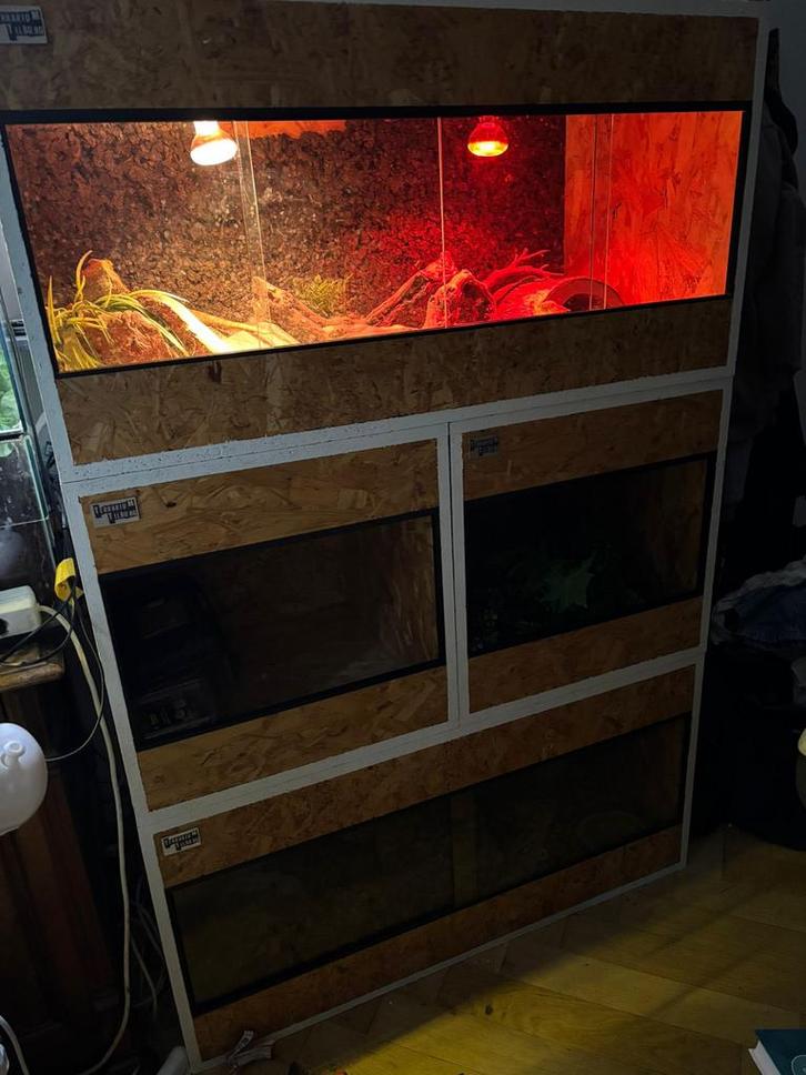 2 baardagaam mannen met 4 terraria van terraium Tilburg