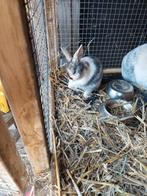 2 konijntjes te koop, Dieren en Toebehoren, Konijnen, Meerdere dieren