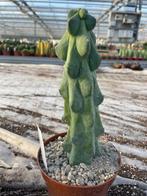 Boobiecactus Myrtillocactus geometrizans Fukurokuryuzinbo, Huis en Inrichting, Ophalen of Verzenden, Minder dan 100 cm, Bloeiende kamerplant