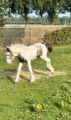 ‼️Super knap en lief merrie tinker veulen‼️, Dieren en Toebehoren, Merrie, 0 tot 2 jaar