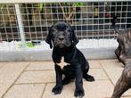 Stoere én lieve Cane Corso pups nog 1 teefje met paspoort, Dieren en Toebehoren, Parvo, Nederland, Overige rassen, 8 tot 15 weken