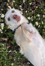 Hondje met geamputeerd pootje zoekt nieuw baasje, Particulier, Reu, 1 tot 2 jaar, Buitenland