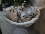 4 perzische kittens, Dieren en Toebehoren, Meerdere dieren, Ontwormd, 0 tot 2 jaar