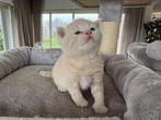Britten Korthaar kittens met stamboom, Meerdere dieren, Gechipt, 0 tot 2 jaar