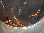 Crystal red kweekgroep 25 stuks, Dieren en Toebehoren, Vissen | Aquaria en Toebehoren, Ophalen of Verzenden, Zo goed als nieuw