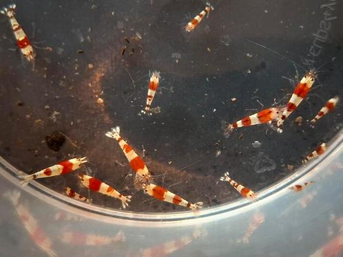 Crystal red kweekgroep 25 stuks, Dieren en Toebehoren, Vissen | Aquaria en Toebehoren, Zo goed als nieuw, Ophalen of Verzenden