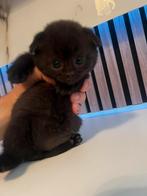 Prachtige Britse Korthaar, Dieren en Toebehoren, Katten en Kittens | Raskatten | Korthaar, Meerdere dieren, Ontwormd, 0 tot 2 jaar