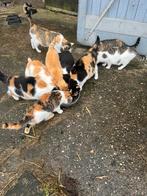 Boerderij katten, Dieren en Toebehoren, Katten en Kittens | Overige Katten, Kortharig, Geslacht onbekend, 0 tot 2 jaar