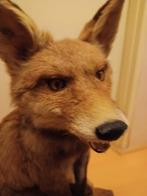 Opgezet zit  vos en het is ophalen AUB, Ophalen, Nieuw, Wild dier, Opgezet dier