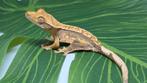 Wimpergekko / crested gecko, Dieren en Toebehoren, Reptielen en Amfibieën, Hagedis, 0 tot 2 jaar