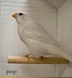 Koppel Witte Goudvink pop x wildkleur man 24, Dieren en Toebehoren, Vrouwelijk, Wildzangvogel